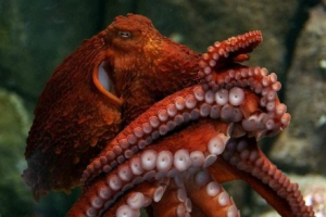 Гігантський восьминог - інтелектуальний серед чемпіону Гігантський восьминог - інтелектуальний серед чемпіону